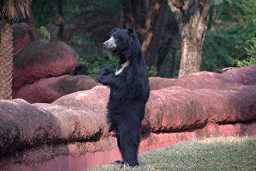 Bear Enjoying in The Zoo