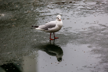 Seagull on the ice