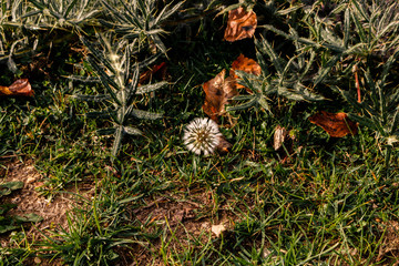 autumn leaves on grass