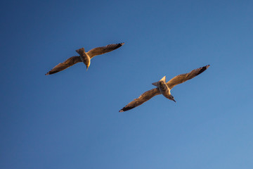seagull in flight