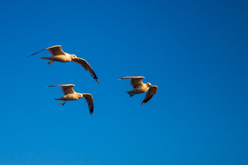 seagull flying in the blue sky