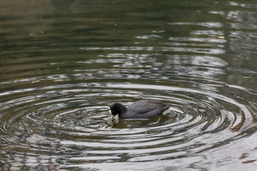Black bird in water