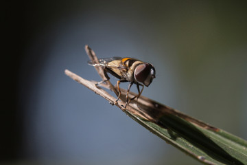 Mosca sobre hoja