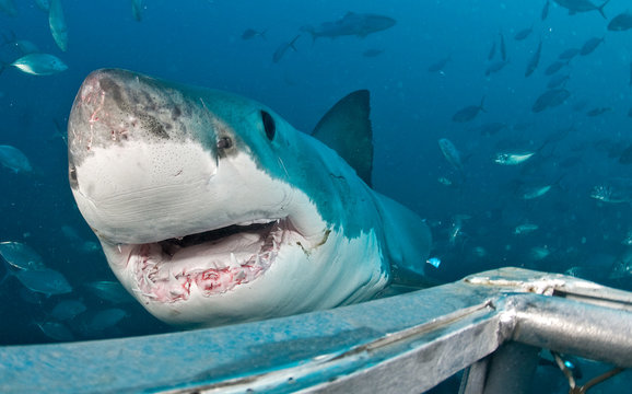 Underwater photo of a Great White Shark while cage diving in Australia