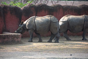 Rhinoceros in The Zoo