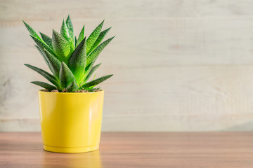 aloe vera plant in yellow ceramic pot on wooden table. Domestic gardening, Copy space for text