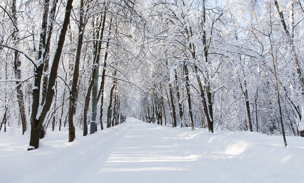 Snowfall in the park, snowy empty winter road, snow covered trees landscape.
