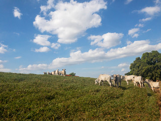 fazenda boi