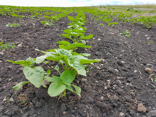 young and green sunflower sprouts.