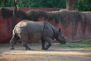 Rhinoceros in The Zoo