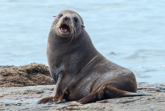 Sea lion barking on rock