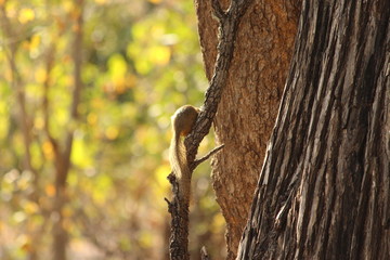 A cute squirrel  in Africa