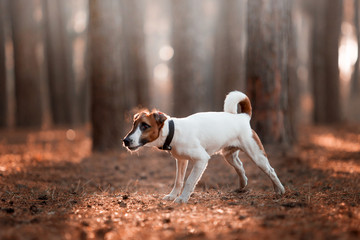 Charming dog fox terrier breed in the autumn forest