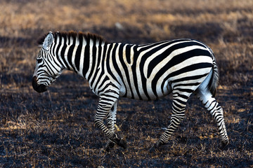 Fototapeta na wymiar Zebra walking over a burned field at Ngorongoro Conservation Area, Tanzania