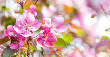 Fototapeta na wymiar Hawaiian style floral background. Blossoming pink petals flowers close-up. Fruit tree branch on soft green background, sunny day light. Shallow depth of field, copy space