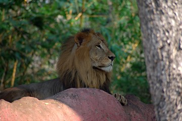 Lion in The Zoo