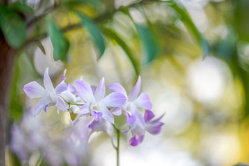 orchids flower with blurred background