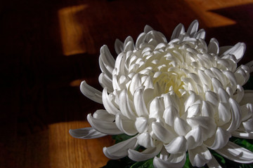 Chrysantheme Makro weiß