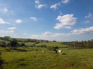 criação de gado fazenda