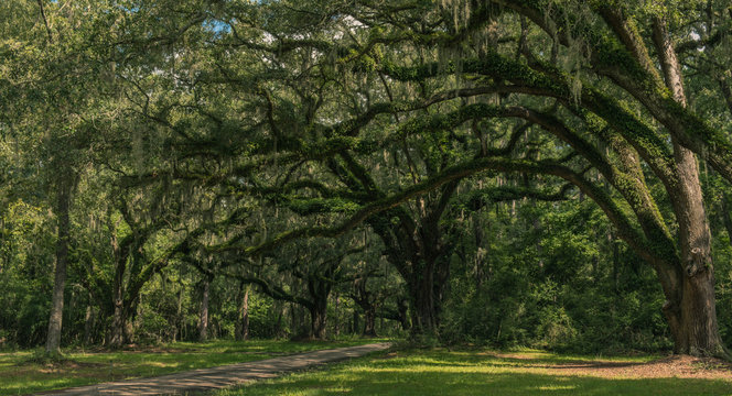 Neiuport Plantation Road, Georgia, USA - July 24, 2018: Long road lined with ancient live oak trees draped in spanish moss at historic plantation