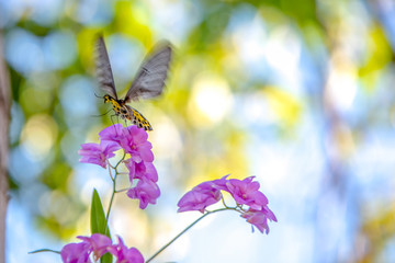 orchids flower with blurred background