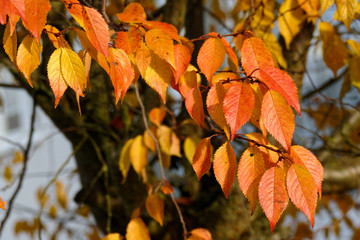 Fototapeta na wymiar Berg-Kirsche im Herbst