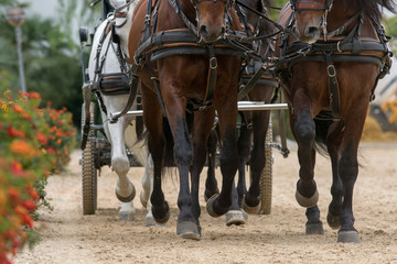 Patas de cuatro caballos españoles que tiran de un carruaje