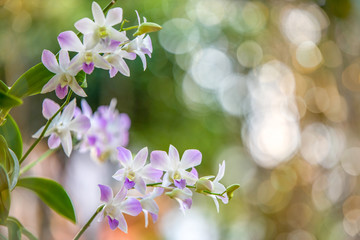 orchids flower with blurred background