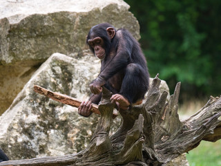 Chimpanzé