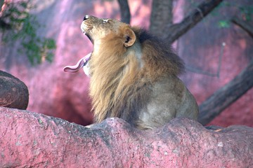 Lion Yawning in The Zoo