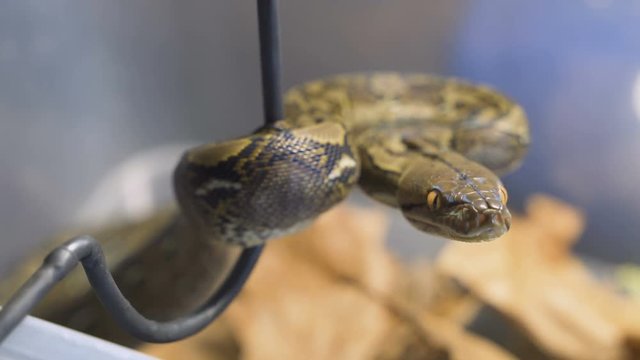 reticulated python in terrarium