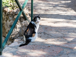 The cat  is a colorful coloring living in The Garden Tomb Jerusalem located in East Jerusalem,...