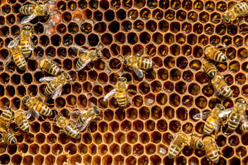 closeup of bees on honeycomb in apiary