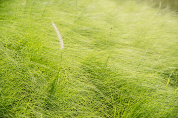 Beautiful nature landscape with meadow. Abstract grass background. Natural blurry meadow spring or summer outdoors background.
