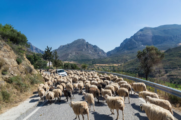 Car on a mountain road surrounded by a herd of sheep.  Crete, Greece