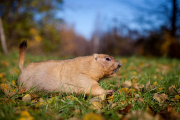 Fototapeta premium The bobak or steppe marmot in autumn park
