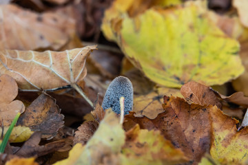 Hare's Foot Inkcap Mushroom Emerging in Autumn