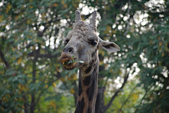 Giraffe Eating in The Zoo