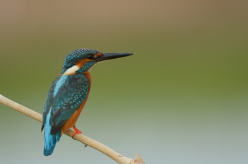Common kingfisher, a little kingfisher bird
