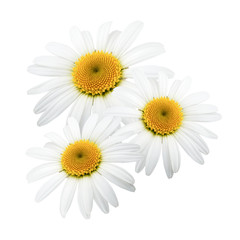 Chamomile flowers isolated on white background as package design element