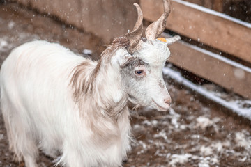 White goats and snow