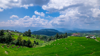 Fototapeta na wymiar Beautiful landscape of white cloud and blue sky over the green paddy field / rice field fram in the afternoon at countryside in Chiangmai, Thailand