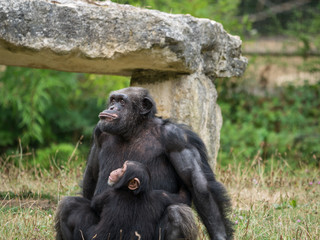 Chimpanzé
