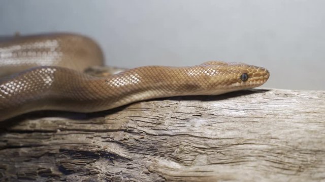 rainbow boa in the terrarium of the house. Concept - Exotic Pets. Rainbow boa (Epicrates cenchria)