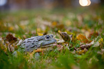 The African bullfrog, adult male in autumn park