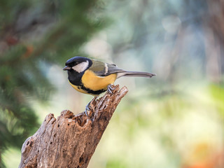 Great tit (Parus major), isolated in the forest