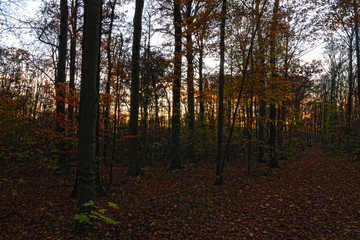 Waldgebiet