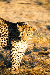 Leopard (Panthera pardus), wachsam