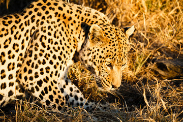 Leopard (Panthera pardus), liegt im hohen Gras