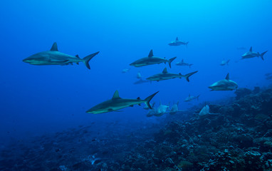 Fototapeta na wymiar Sharks congregate